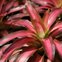 bromelias img 1