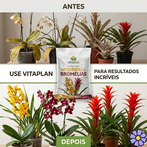 vitaplan bromelias orquideas antes x depois