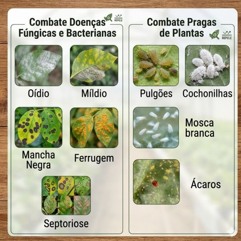 oleo de neem 100 puro azadiractina 0 12 base nim base fertil 1 litro combate