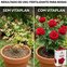 vitaplan rosas 150g antes x depois