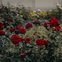 vitaplan rosas 150g rosas real