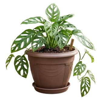 Vaso Romano Redondo 02 com Prato Nutriplan cor