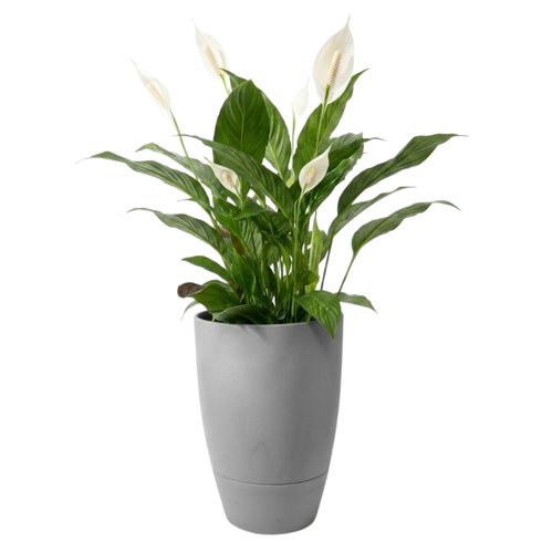vaso brota cone vietnamita gg 55x38 cimento