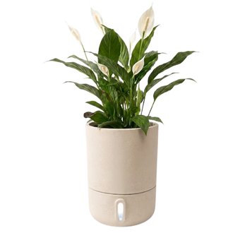 Vaso Brota Urbi Auto Irrigável G 40x33 Brota Company Cor