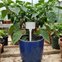 etiqueta para identificacao de plantas clips ep 22 ambientada 2