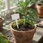 etiqueta para identificacao de plantas e 16 4