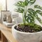etiqueta para identificacao de plantas e 16 5