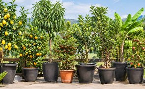 frutiferas em vasos2222
