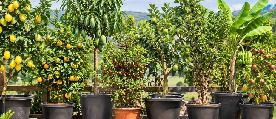 frutiferas em vasos2222
